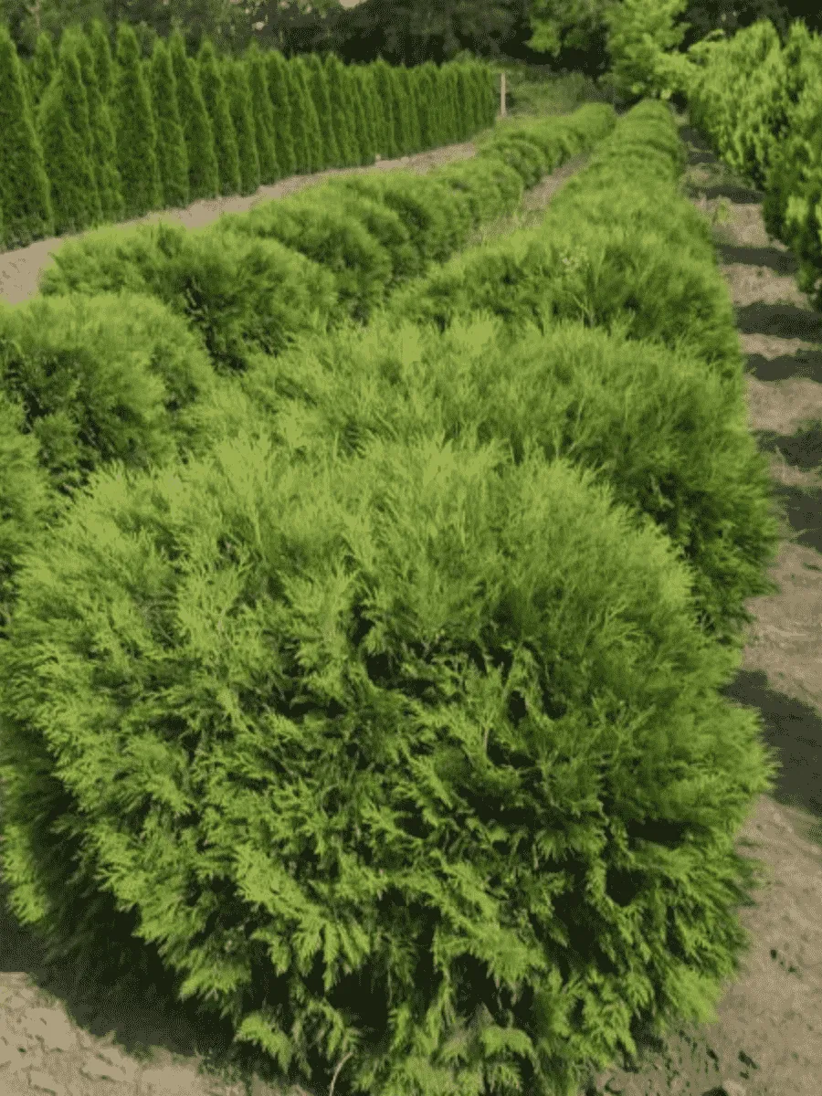 Туя западная Little Champion