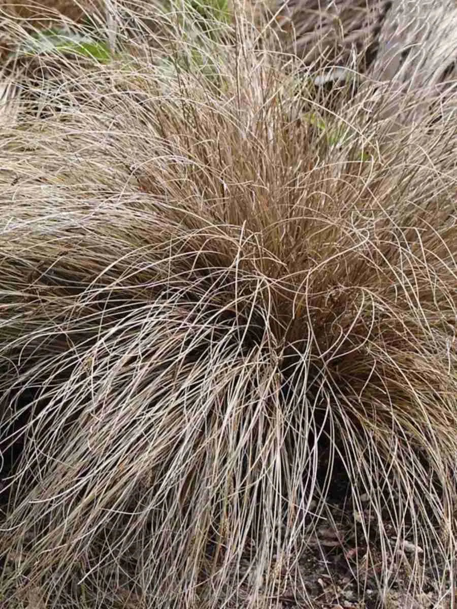 Осока власовидная Bronco