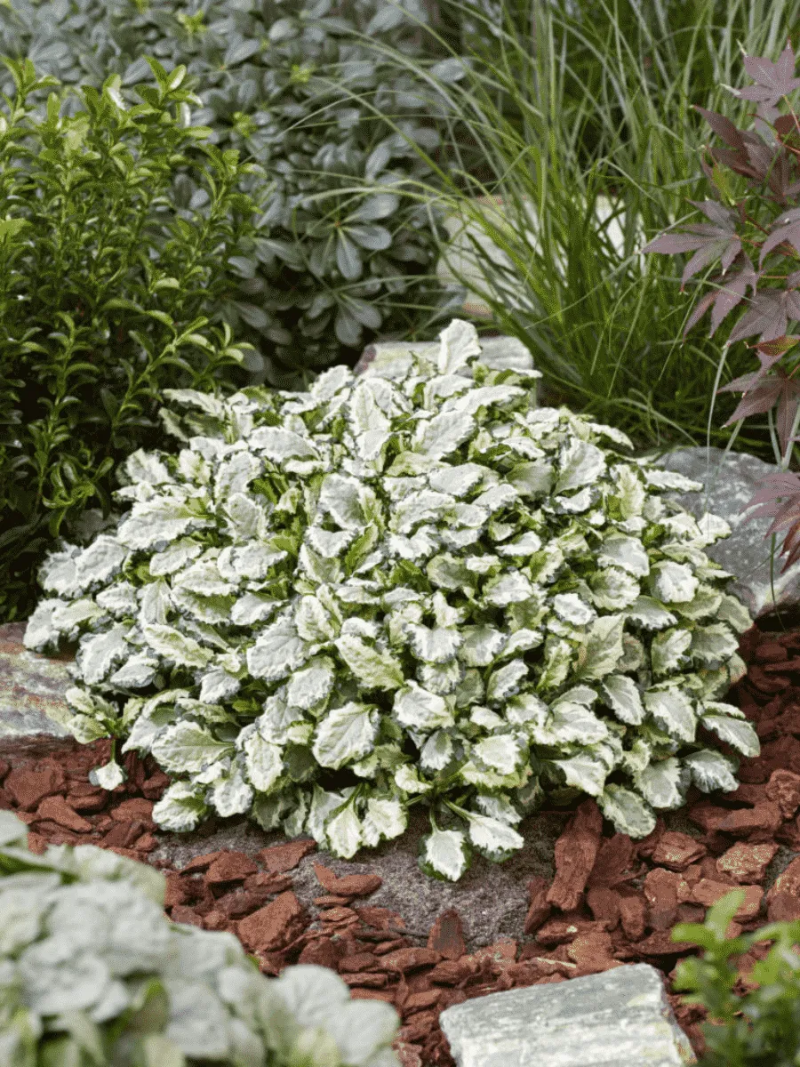 Живучка ползучая Princess Leia