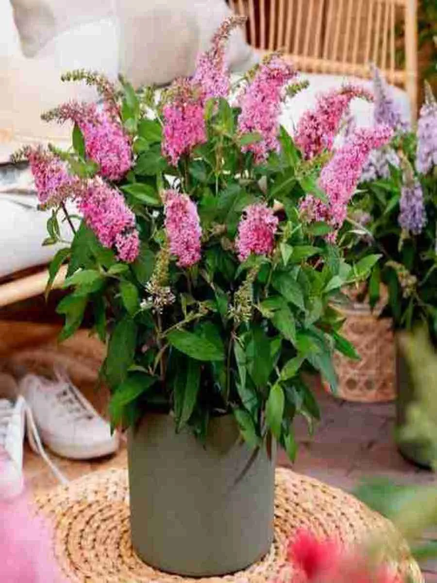 Буддлея Давида Little Rockstars Pink