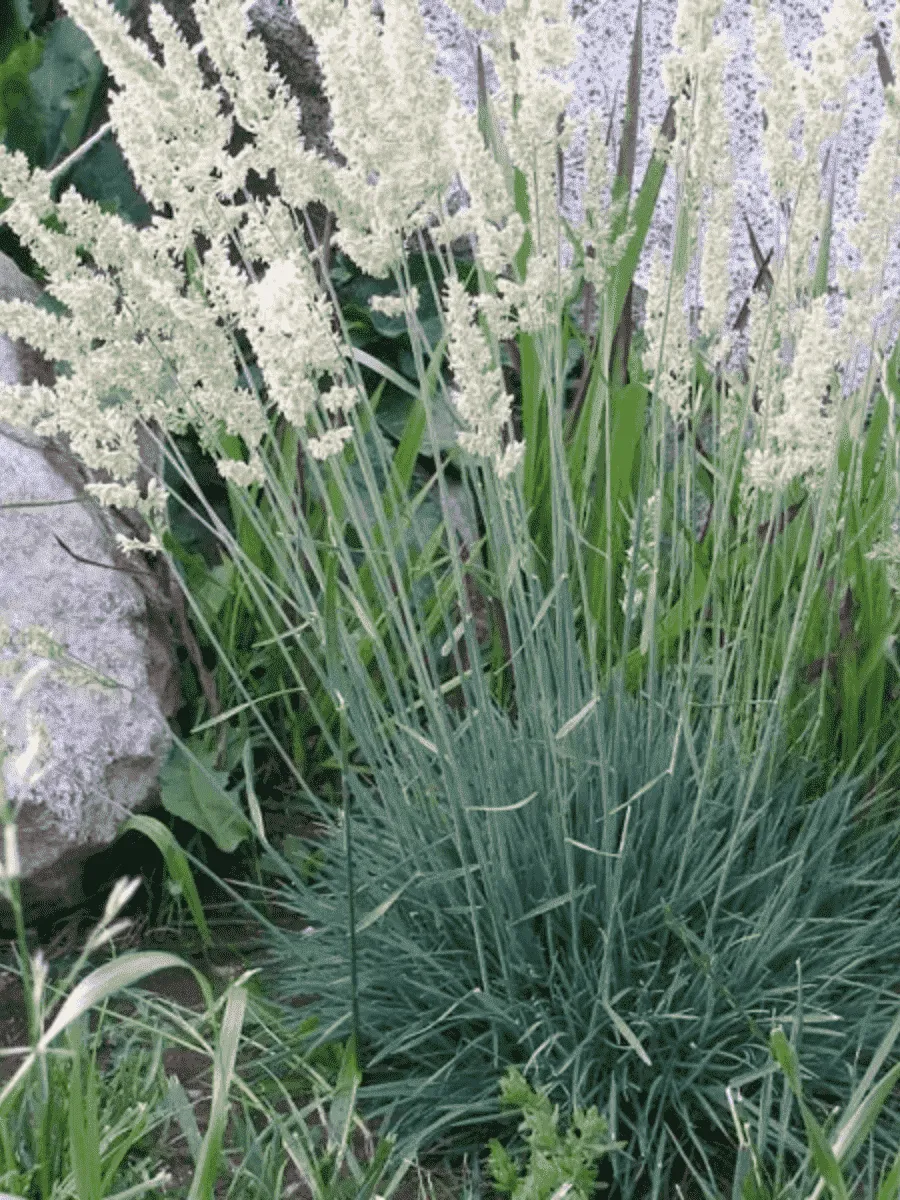 Колерия валисская Mountain Breeze