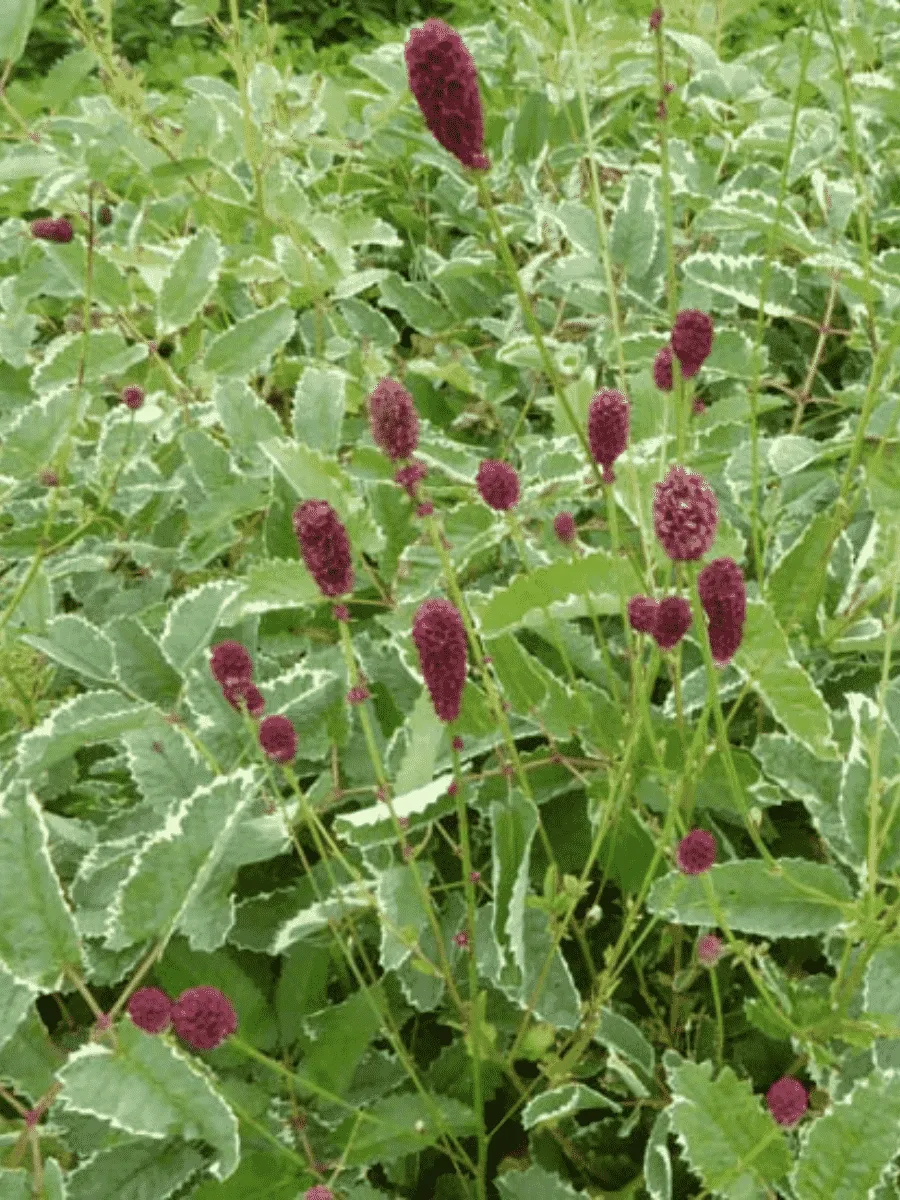 Кровохлебка Мензиса Dali Marble