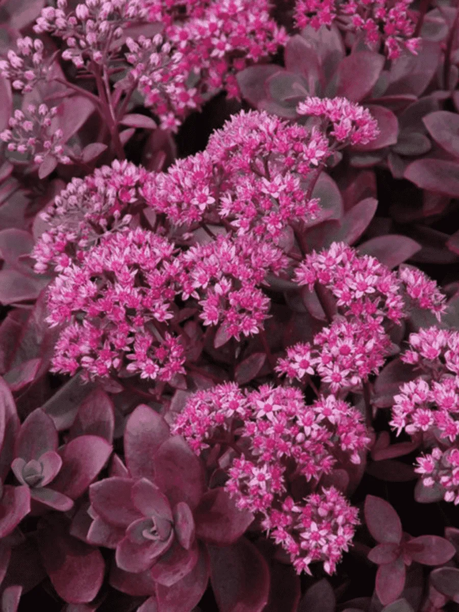 Очиток  Firecracker