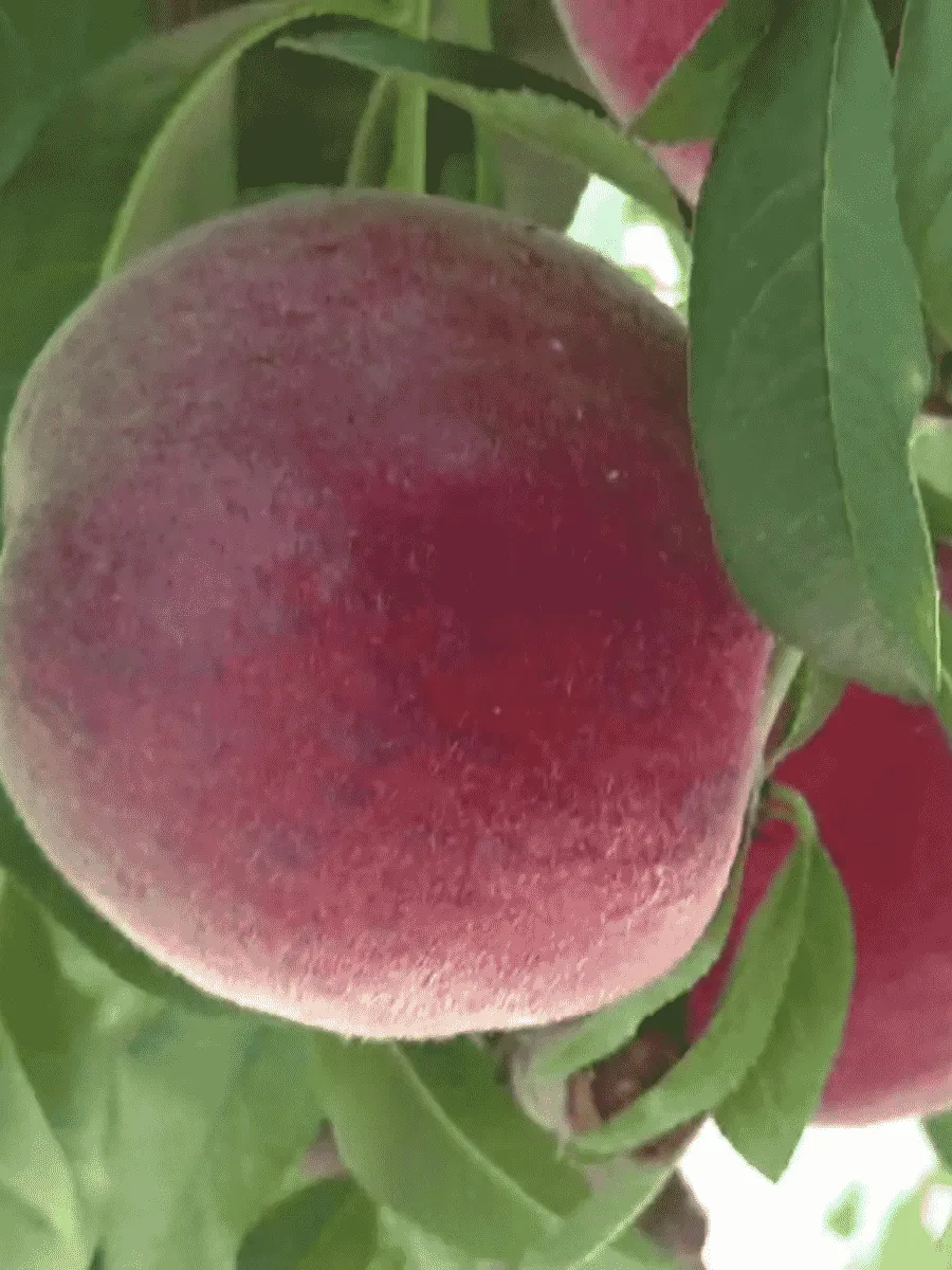 Персик Роял Маджестик