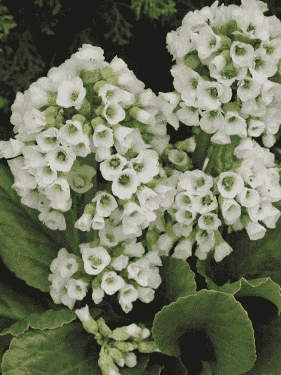 Бадан сердцелистный Snowtime