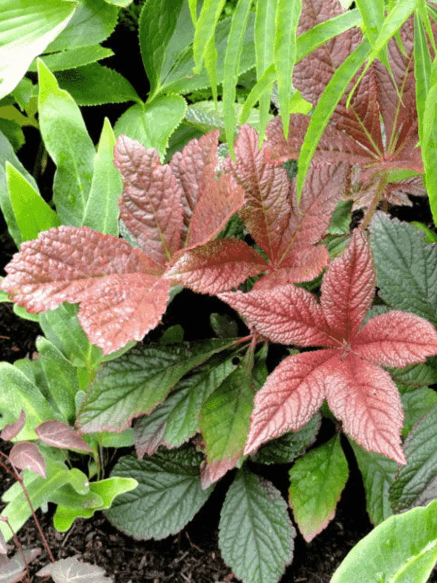 Роджерсия гибридная Bronze Peacock