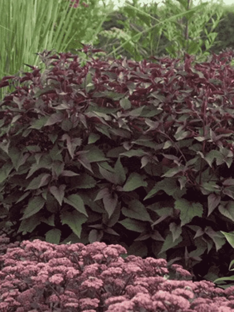 Посконник морщинистый Chocolate