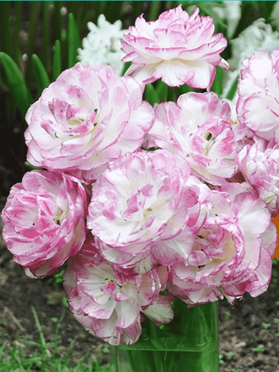 Тюльпан Махровый Double Touch