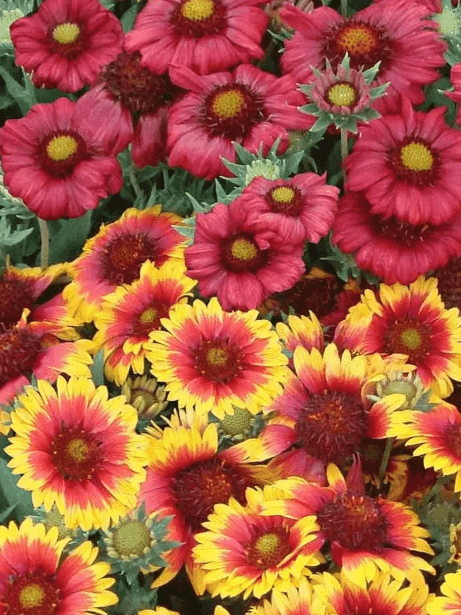 Гайлардия MIX