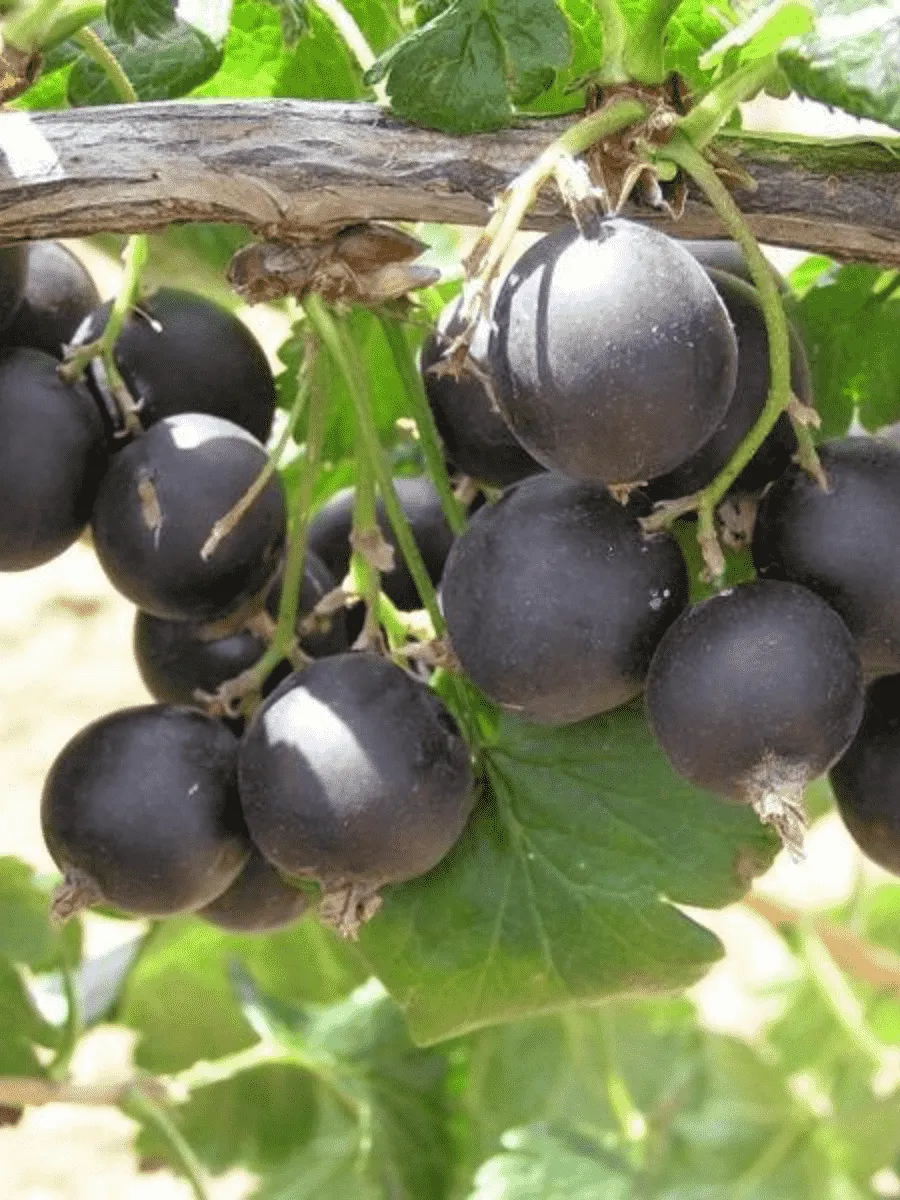 Йошта Jostaberry