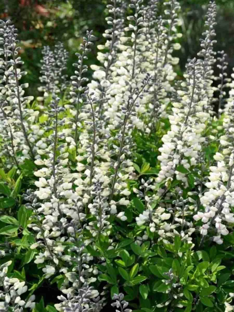 Баптизия австралийская Alba