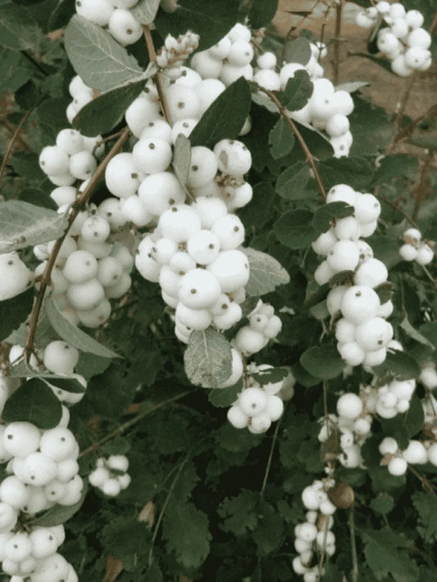 Снежноягодник доренбоза White Hedge