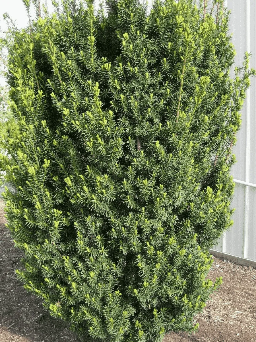 Тис средний Hicksii