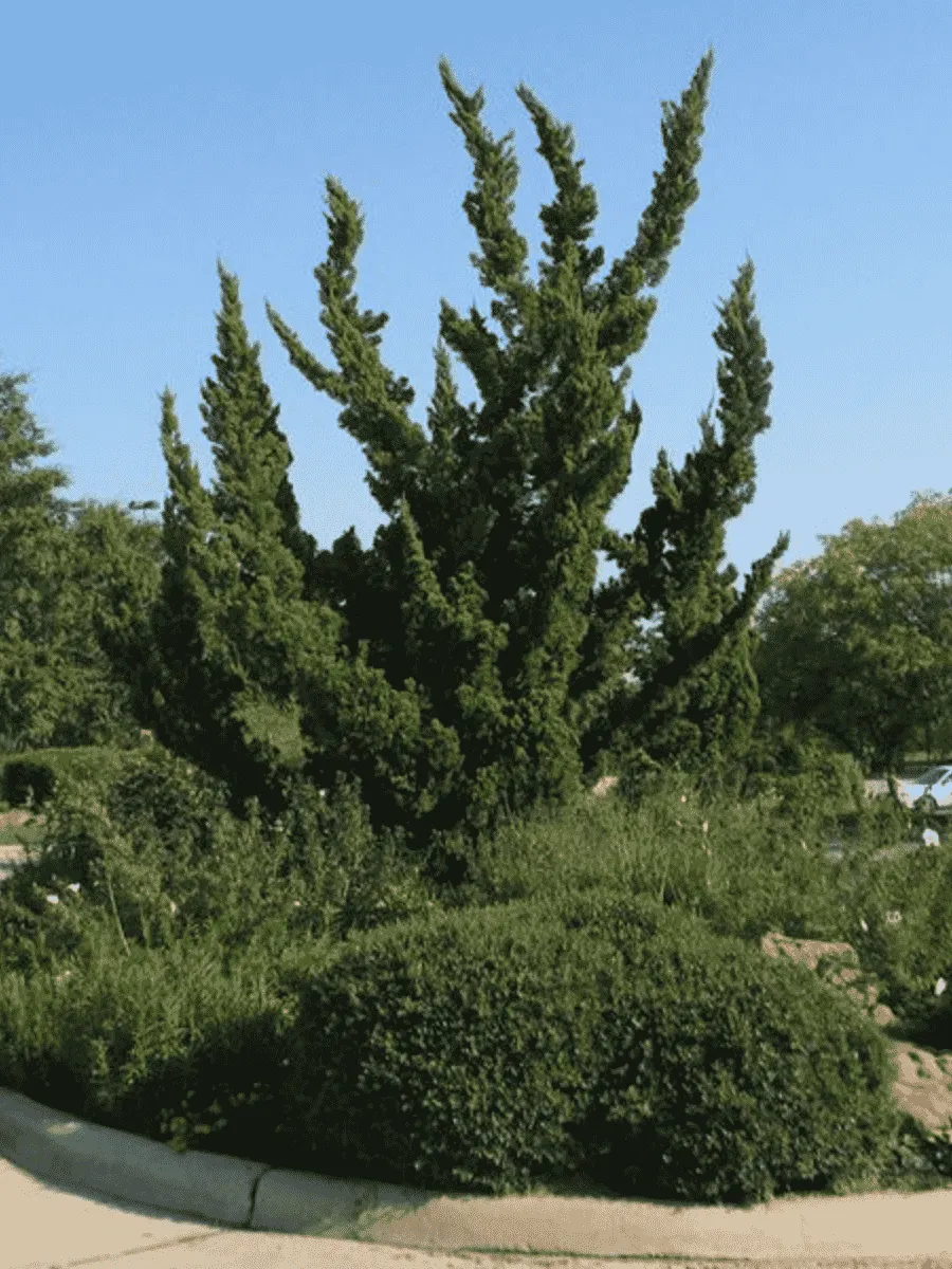 Можжевельник китайский Hollywood