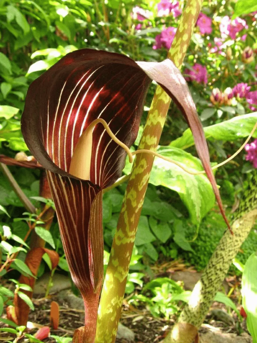 Аризема изящная