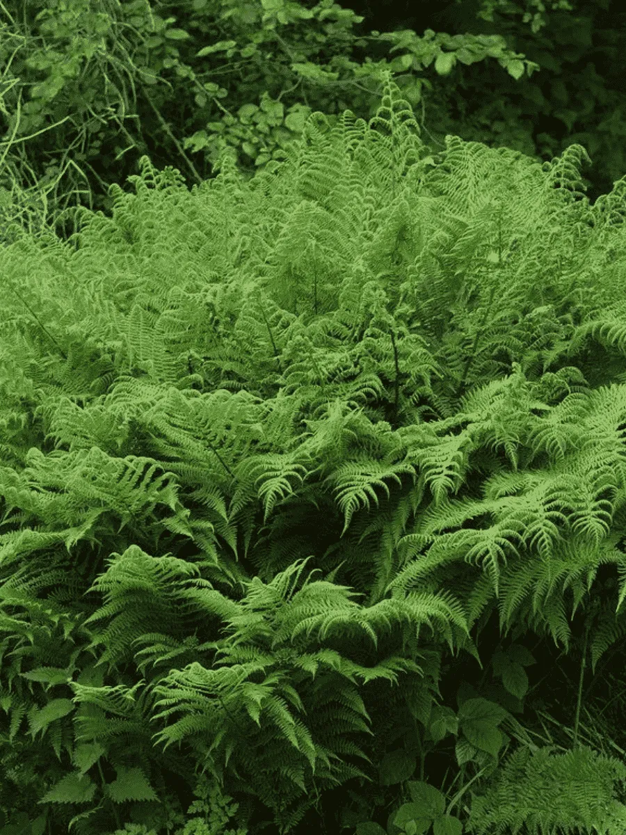 Кочедыжник женский