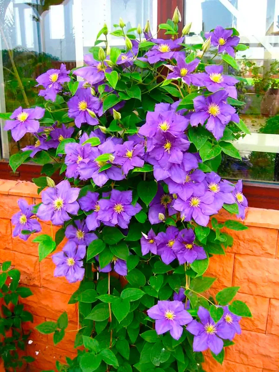 Клематис гибридный Generał Sikorski