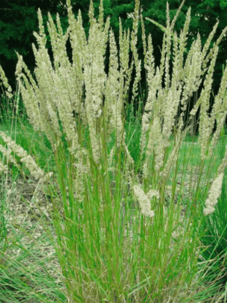 Колерия крупноцветковая