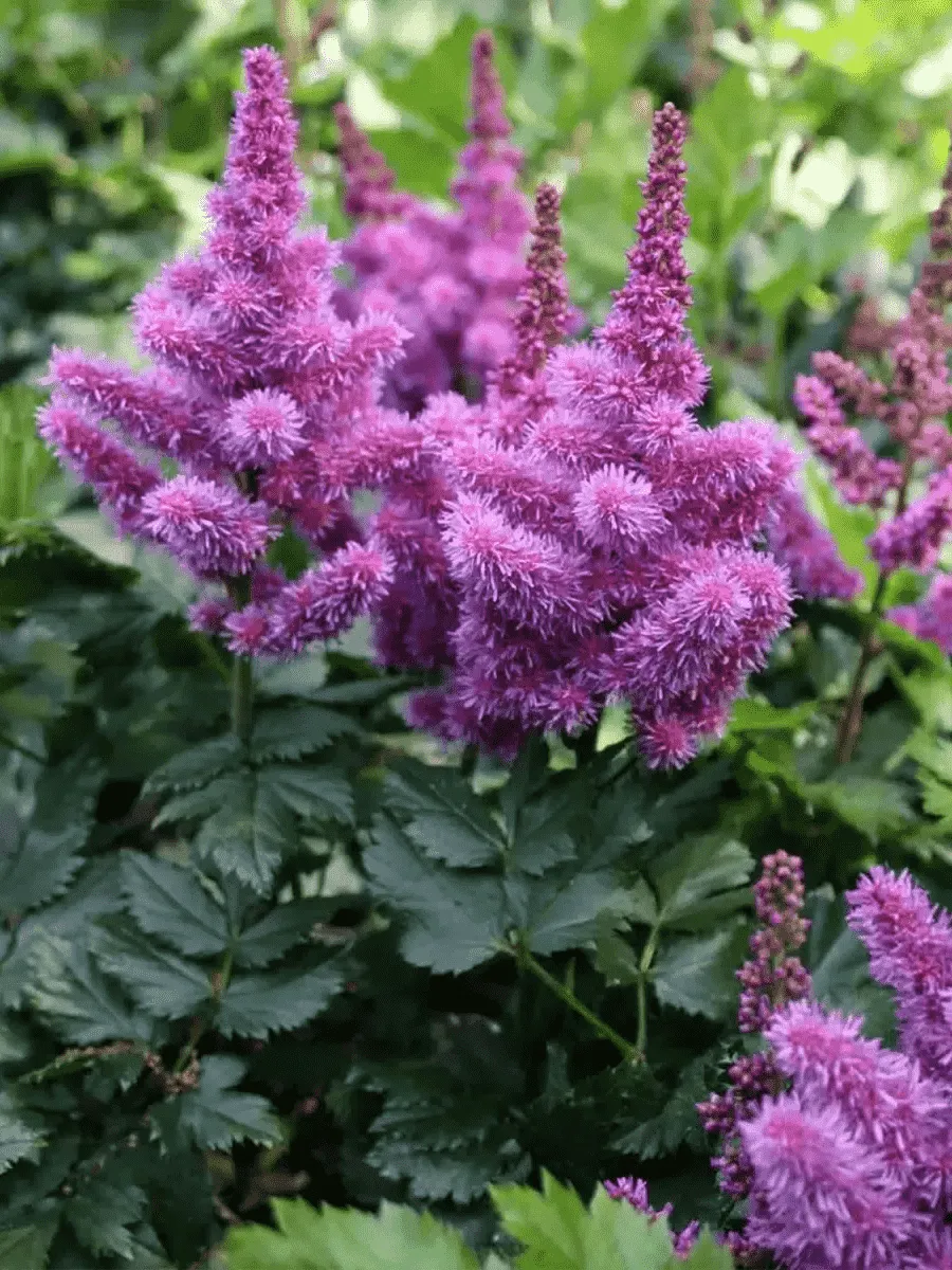 Астильба китайская Black Pearls