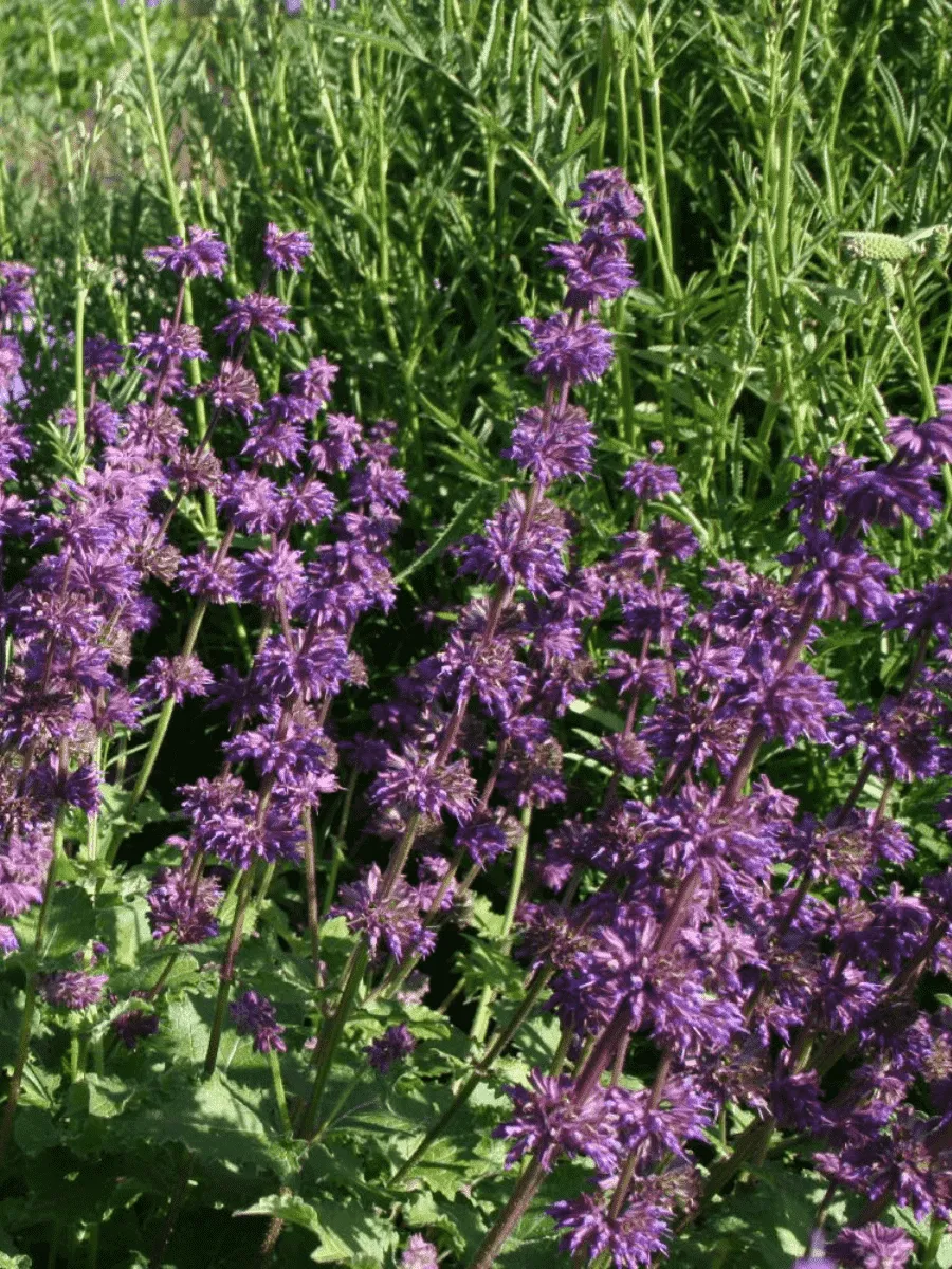 Шалфей мутовчатая Purple Rain