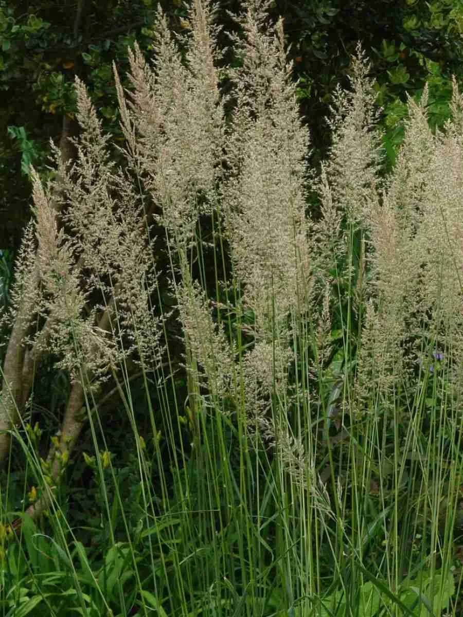 Вейник остроцветковый Waldenbuch