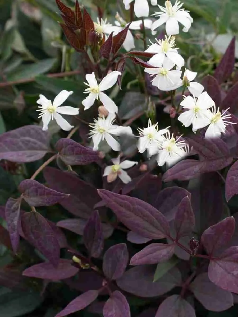 Клематис прямой Purpurea