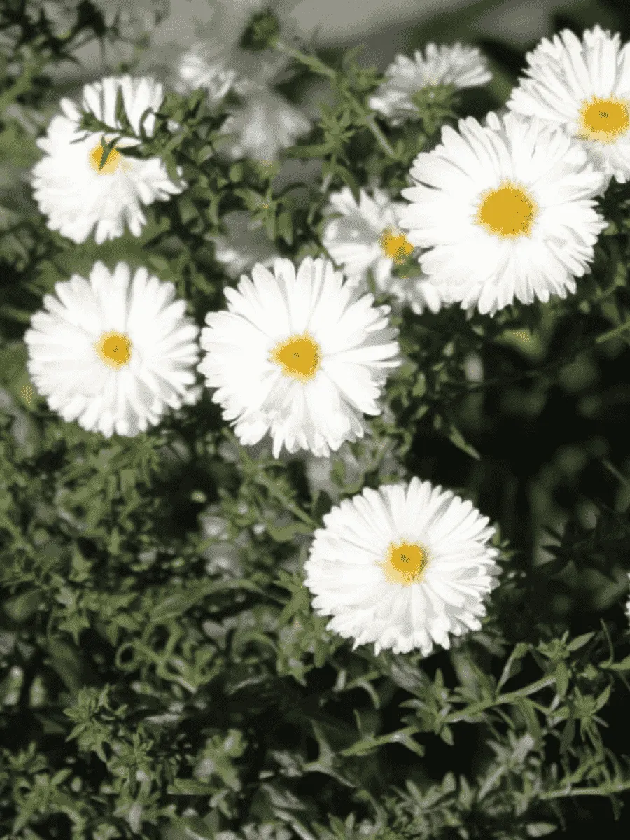 Астра ново бельгийская White Ladies