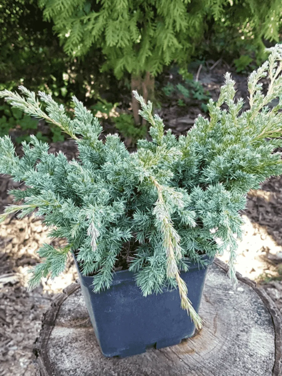 Можжевельник чешуйчатый Hunnetorp