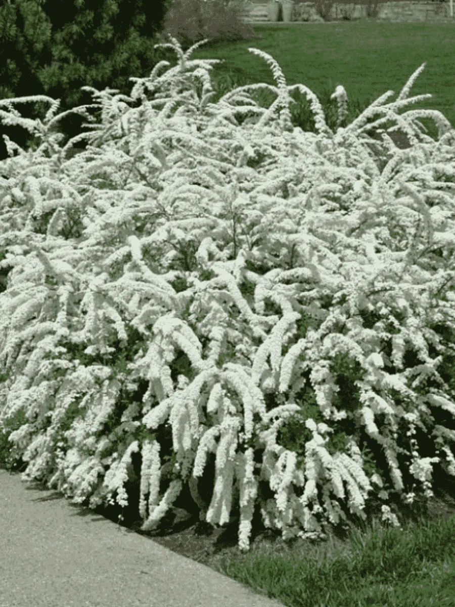 Спирея серая Grefsheim