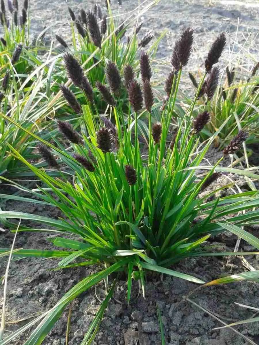 Сеслерия черноцветковая