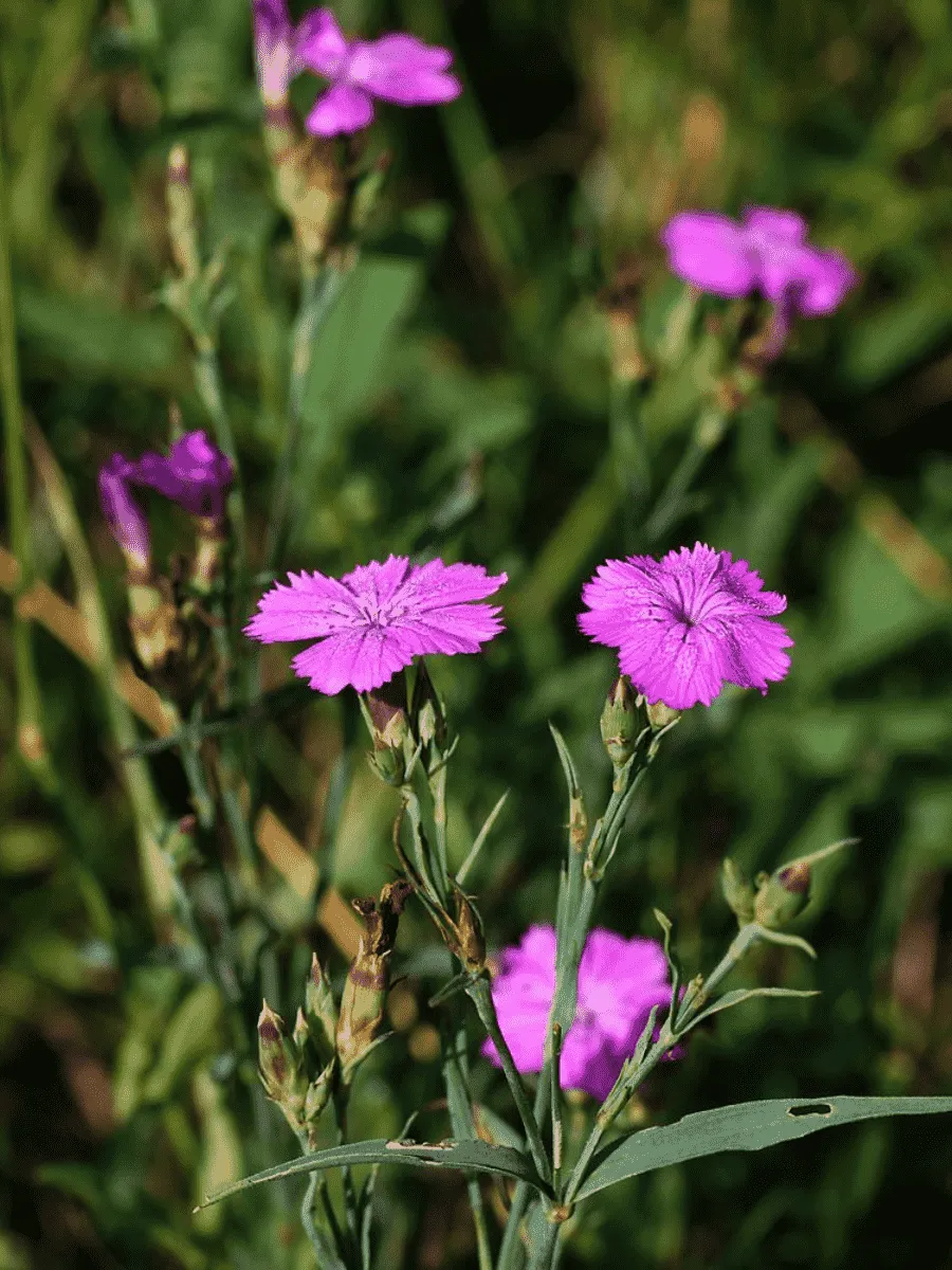 Гвоздика Фишера