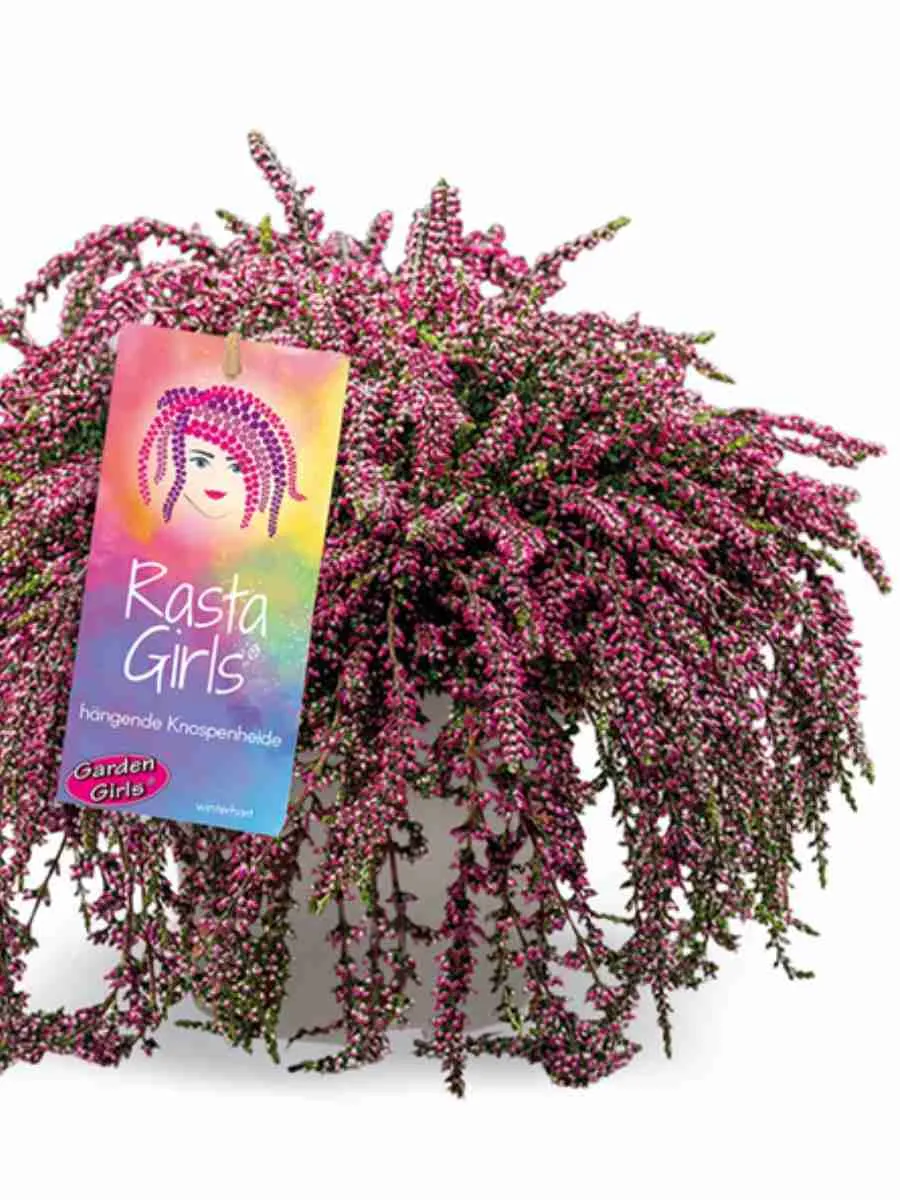 Вереск Rote Janina