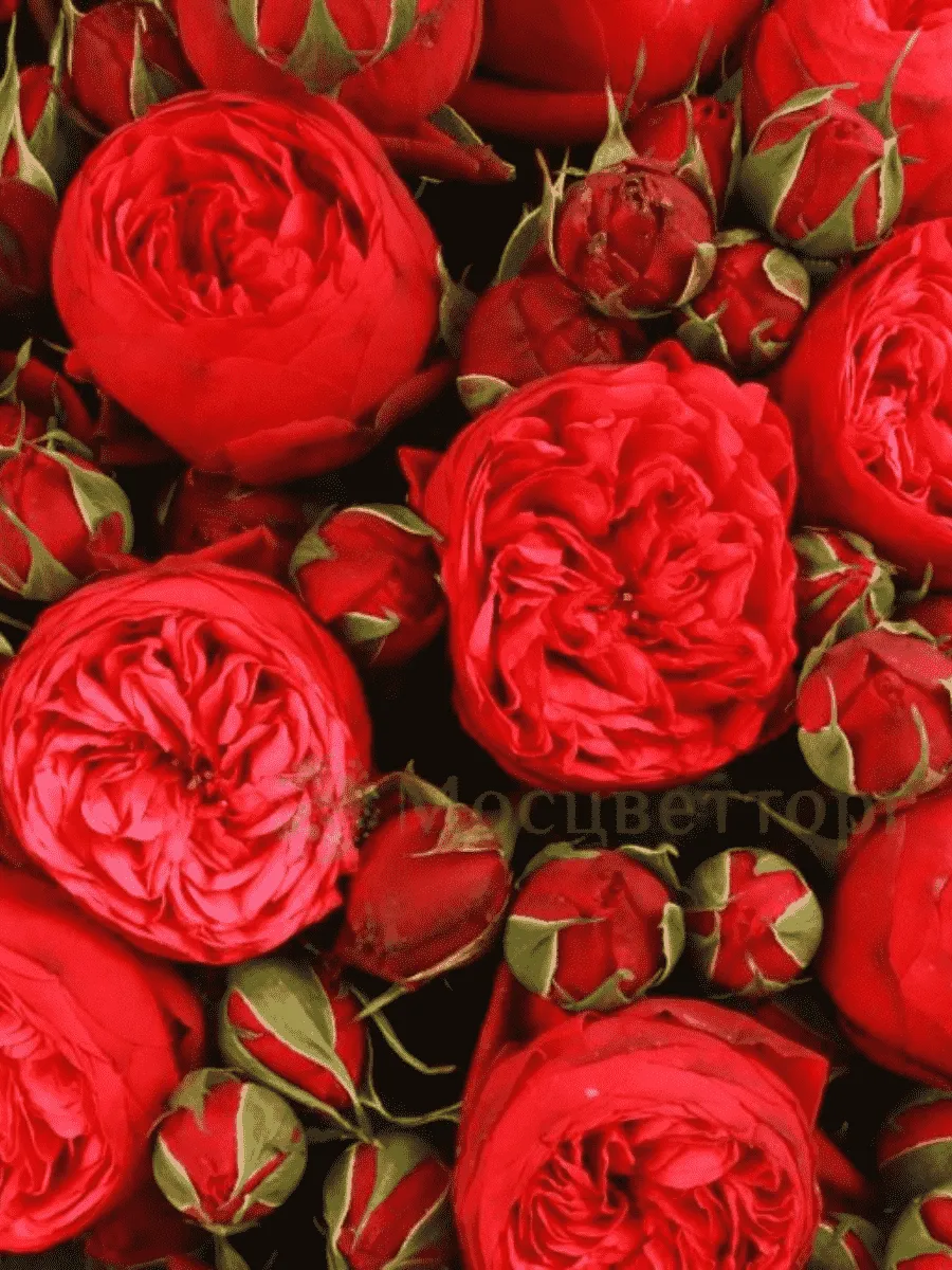 Роза кустовая Piano