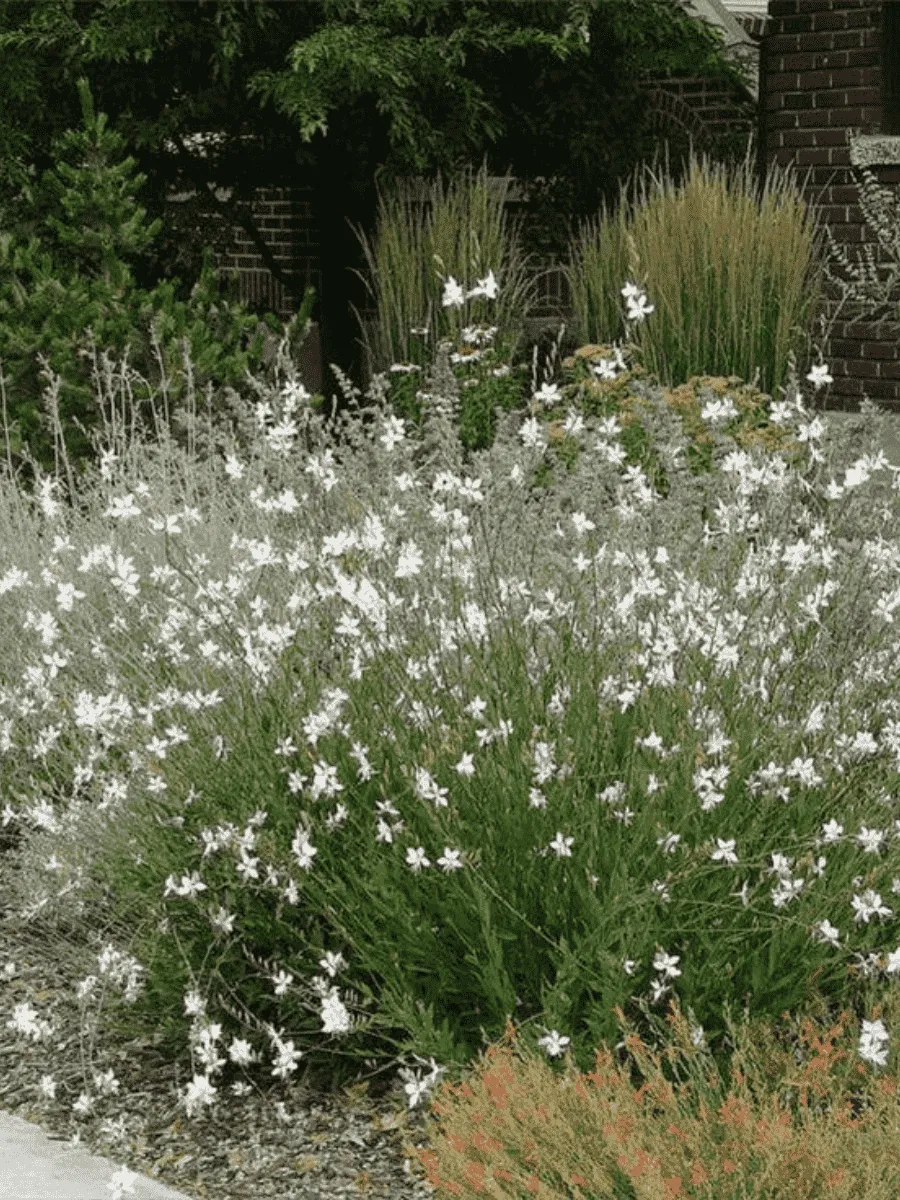 Гаура Линдхеймера Elurra