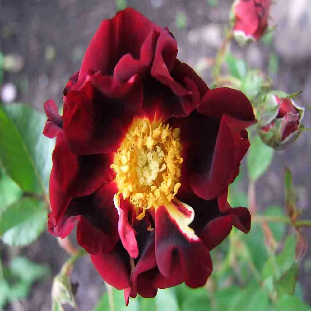 Роза миниатюрная Zoic