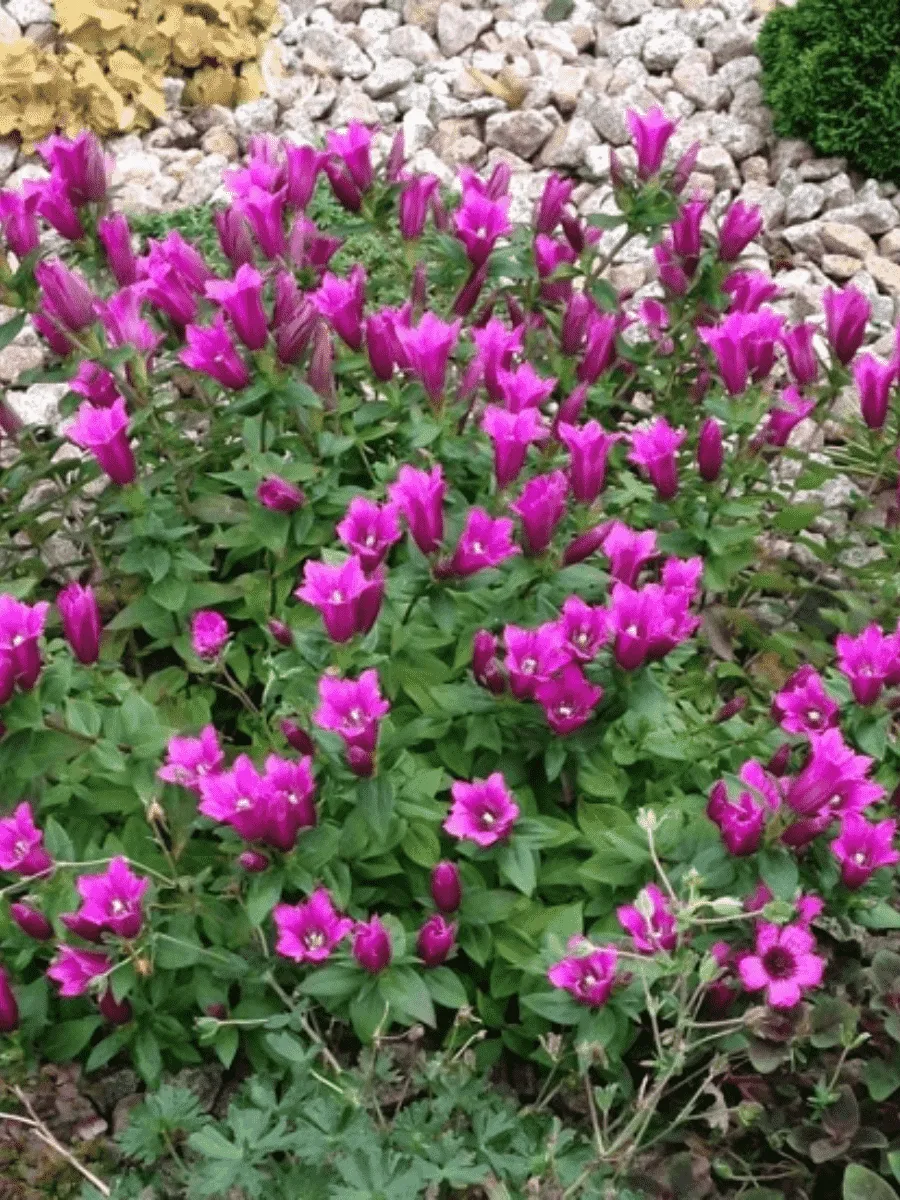 Горечавка бесстебельная Little Pinkie