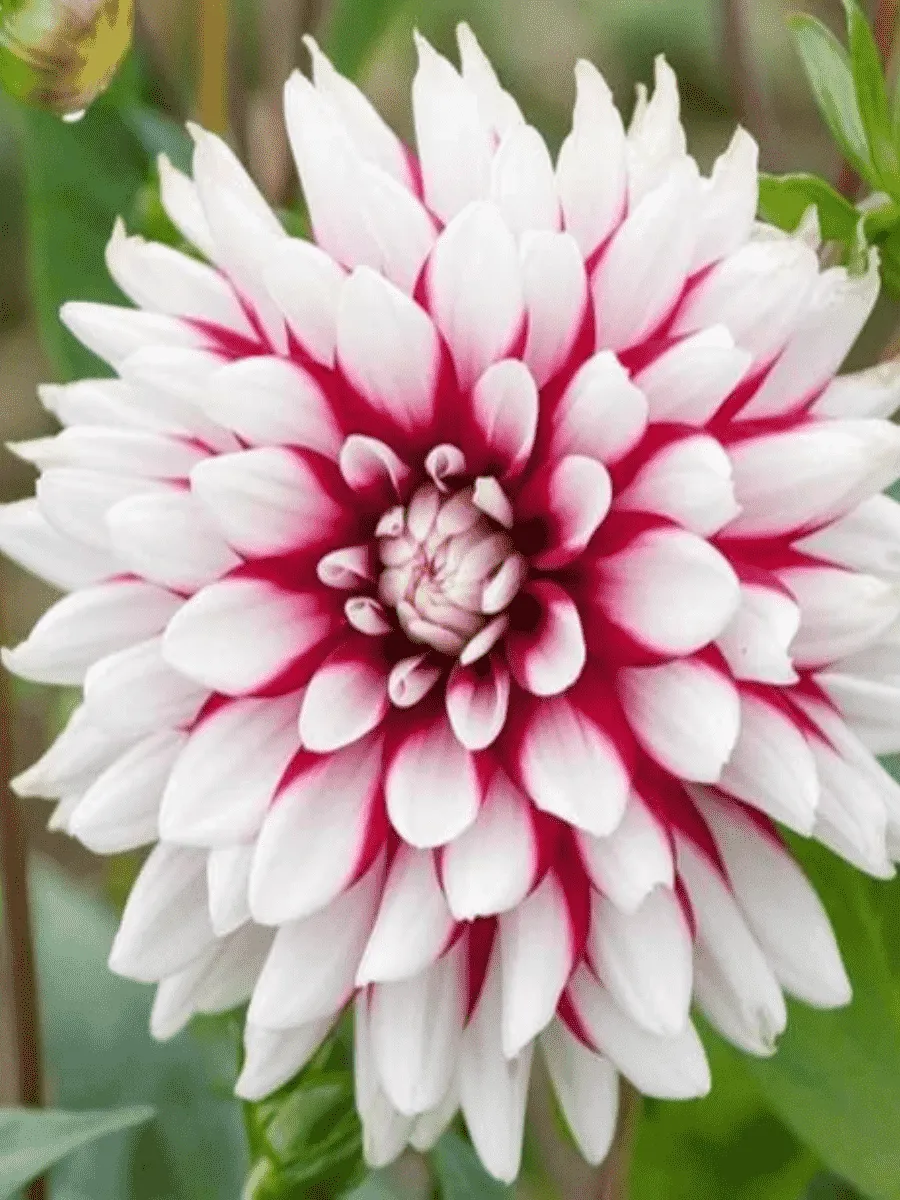 Георгина Rebbeca's World