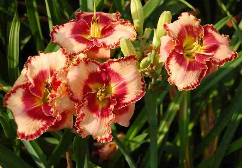 Лилейник Lies and Lipstick