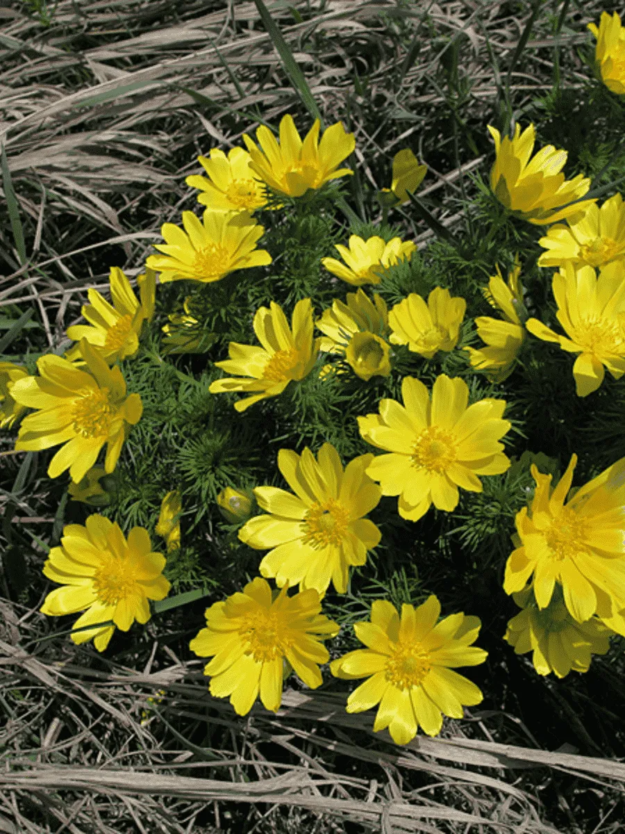 Адонис весенний