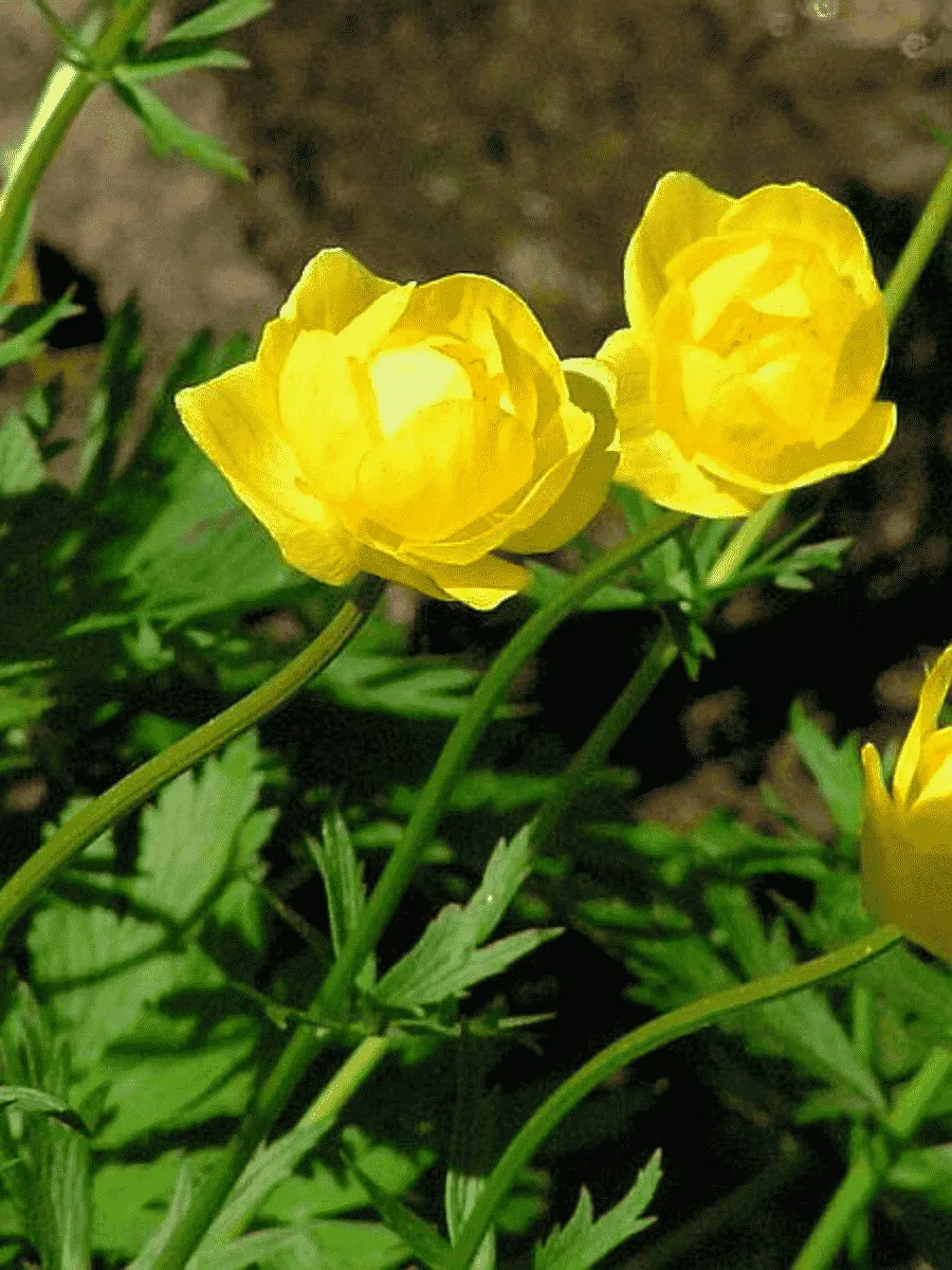 Купальница