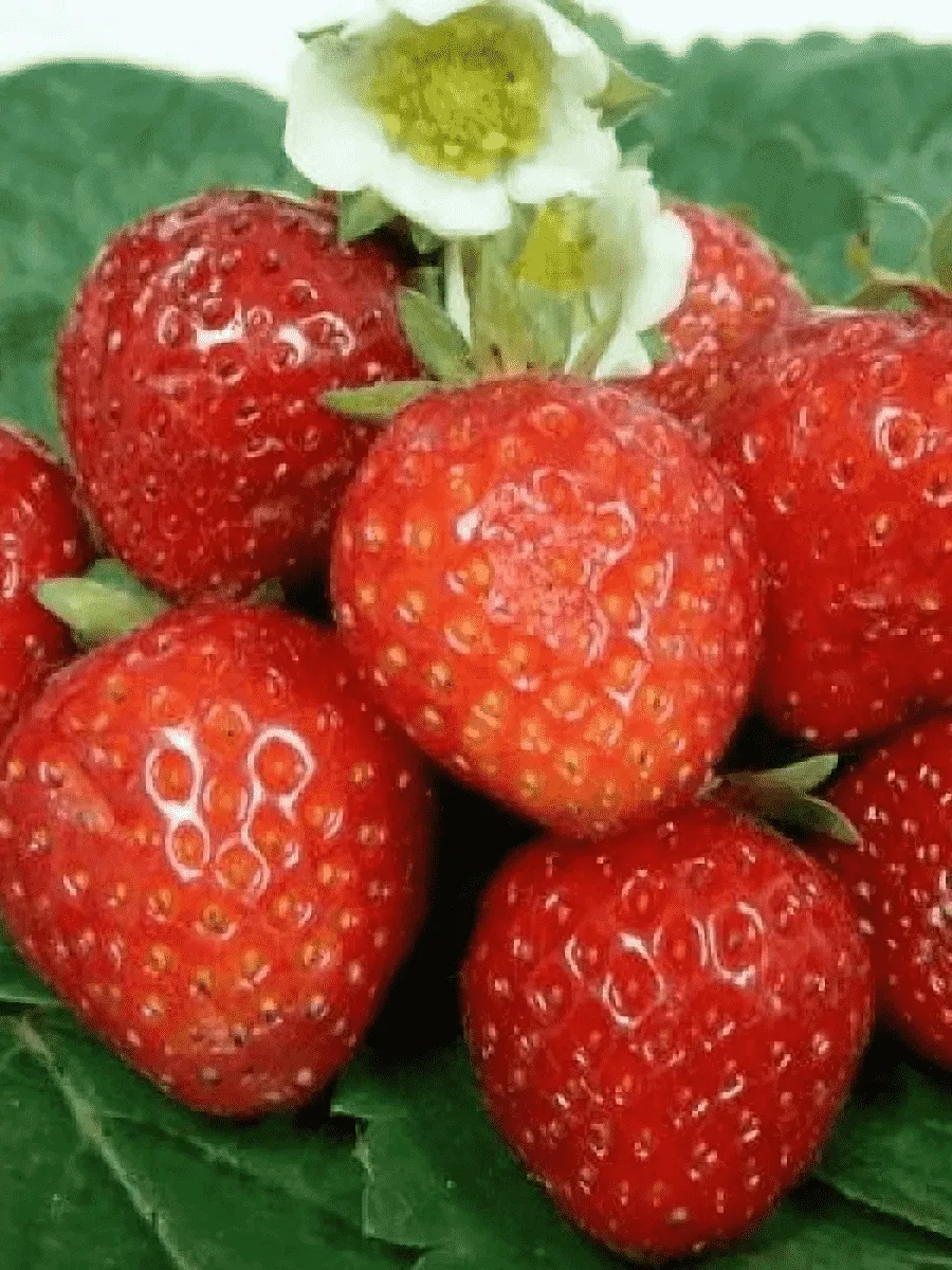 Земляника садовая Тенира