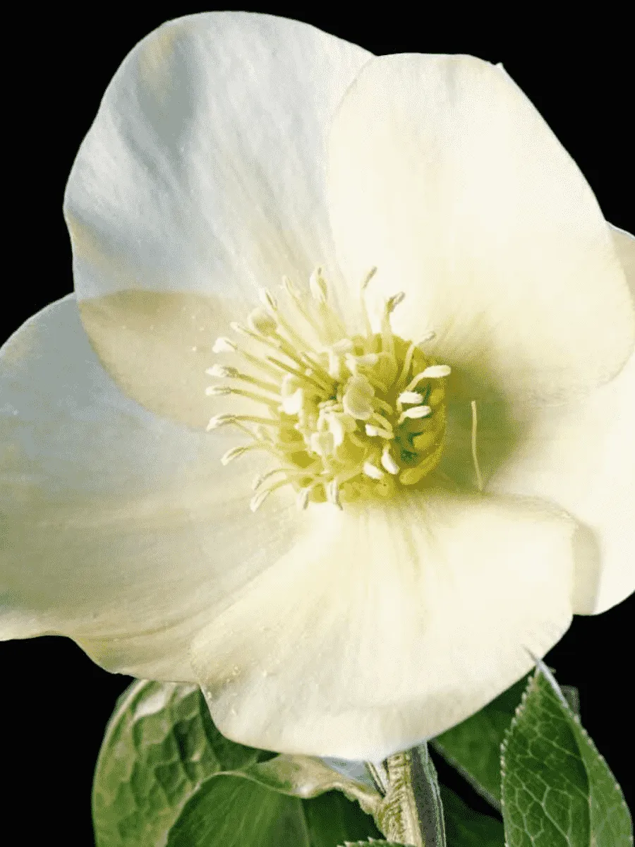 Морозник восточный Queens apricot