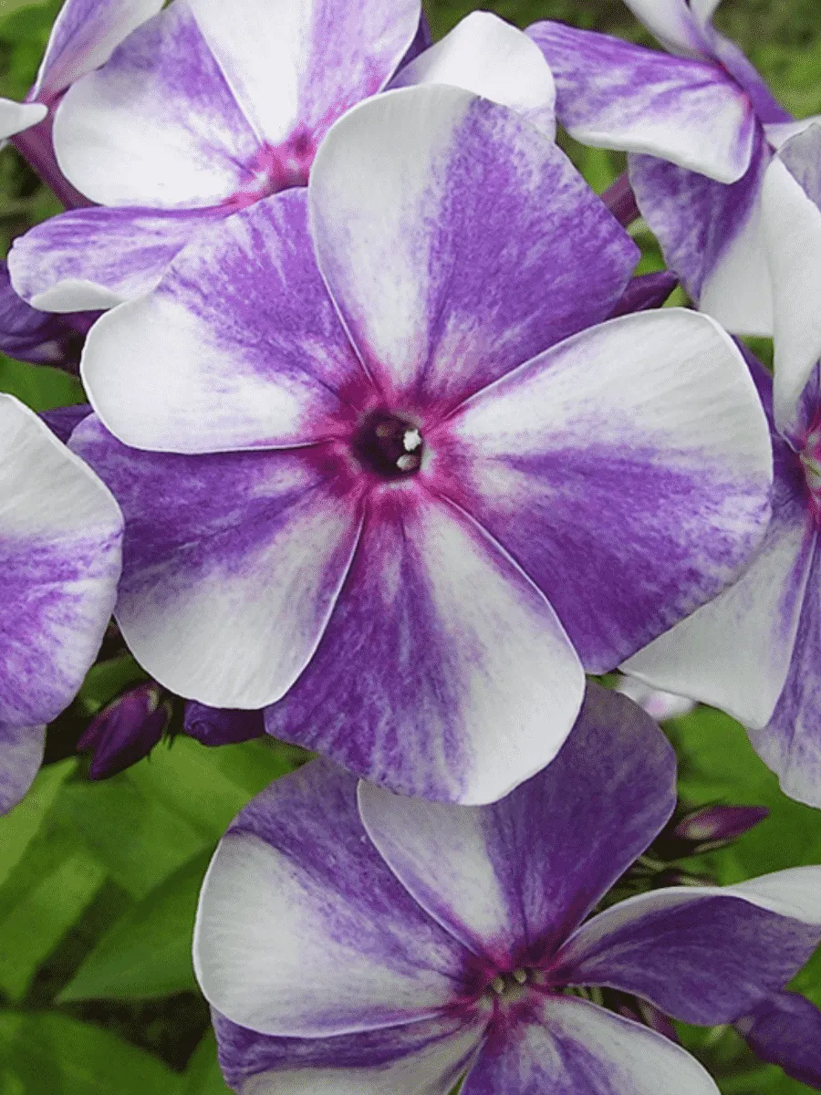 Флокс метельчатый Гжель