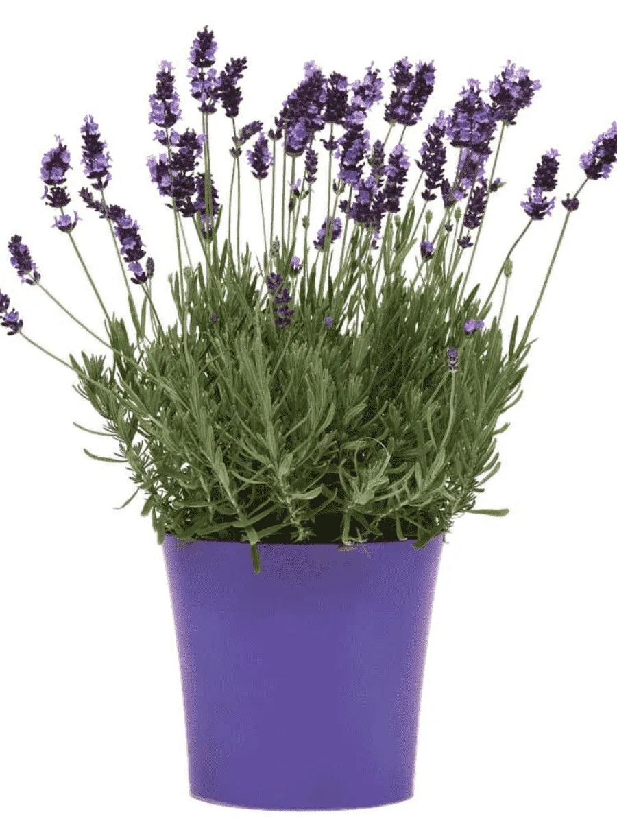 Лаванда  Avignon Early Blue