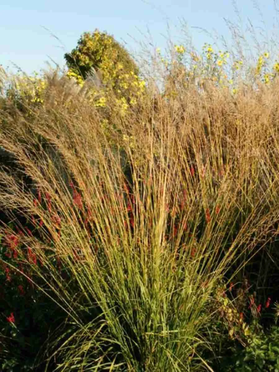 Молиния тростниковая Karl Foerster