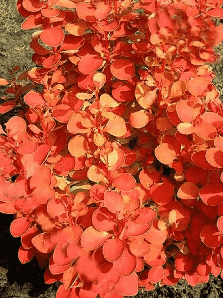 Барбарис Тунберга Orange Ice