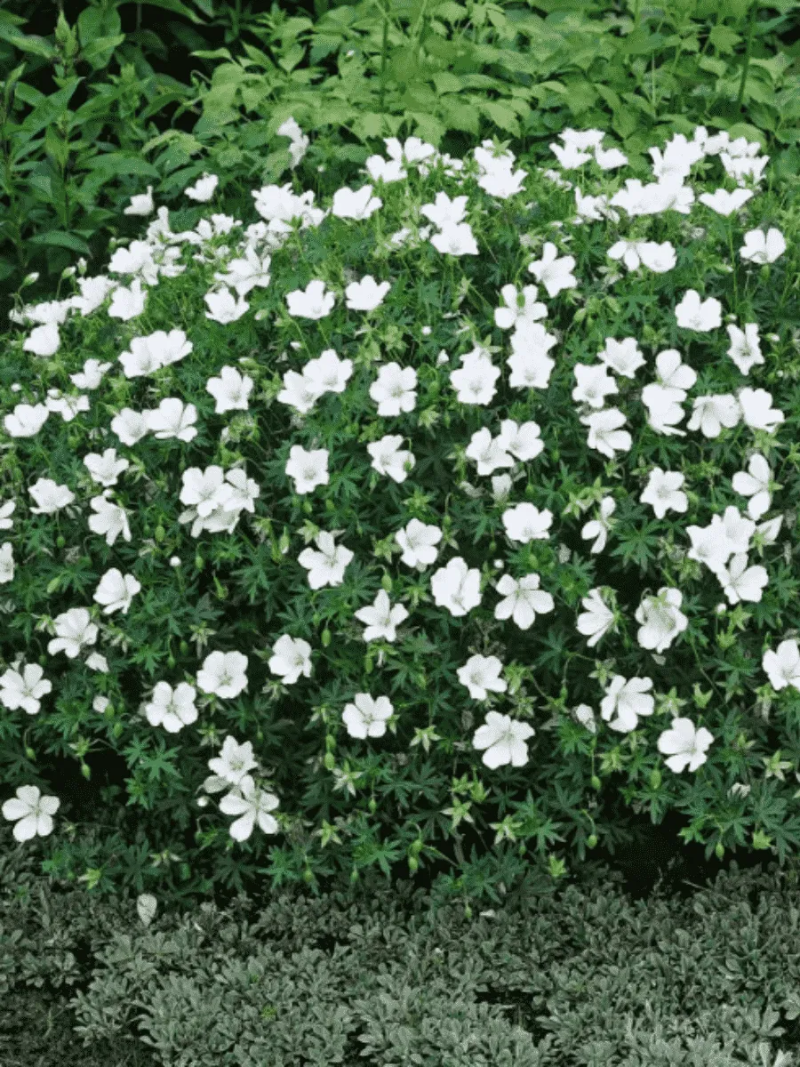 Герань кроваво-красная Album