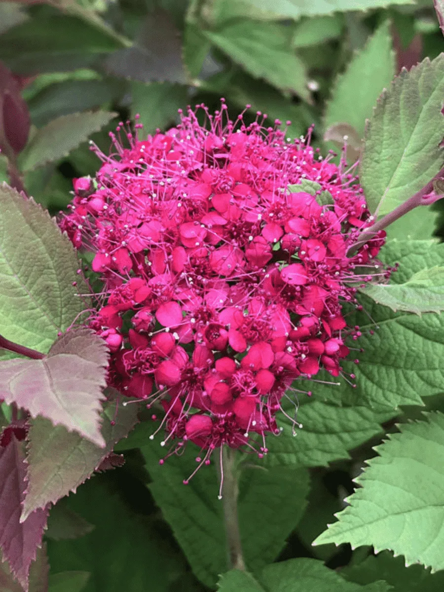 Спирея японская Double Play Doozie