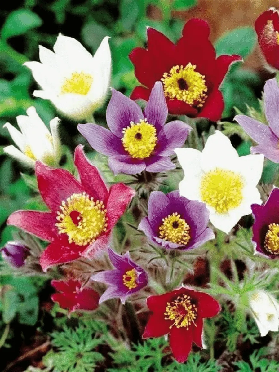 Прострел обыкновенный Mix