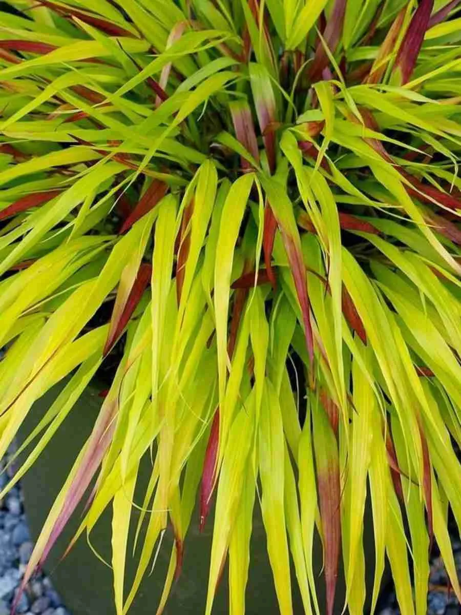 Хаконехлоа большая Beni Kaze